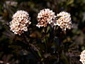 Physocarpus opulifolius Red Baron IMG_6924 Pęcherznica kalinolistna